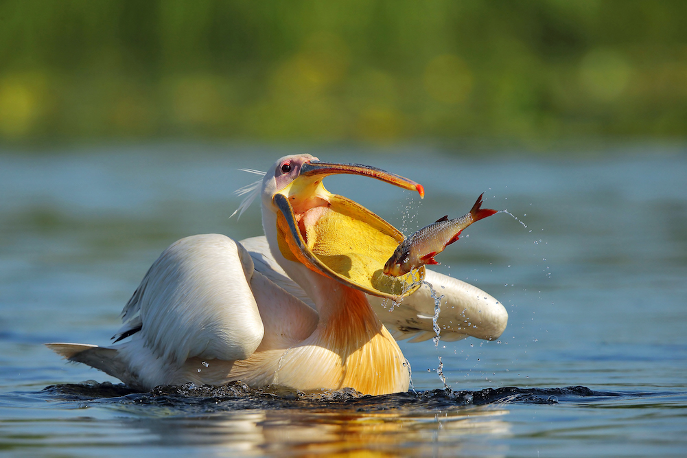 pelican catching a fish