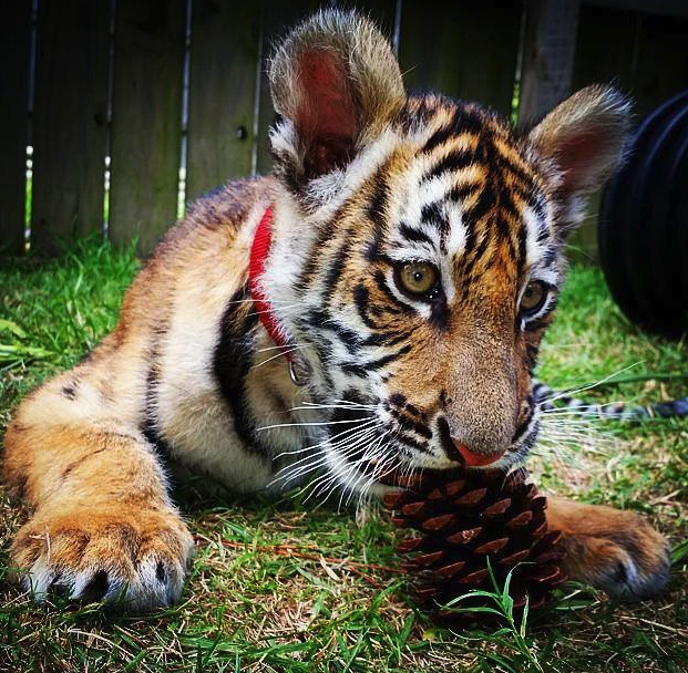 alabama gulf coast zoo