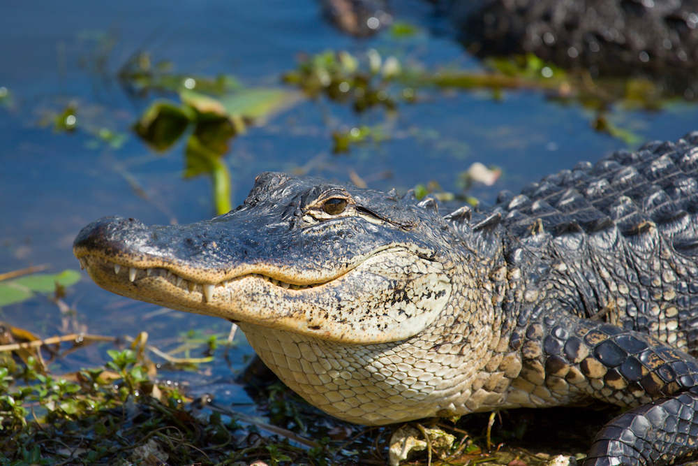 aligator in water