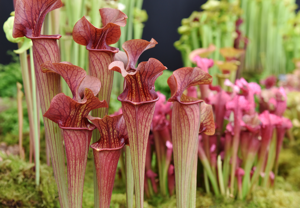 pitcher plants up close 