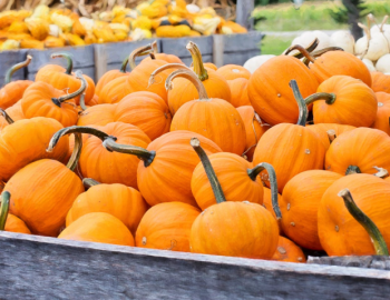 pumpkin patch
