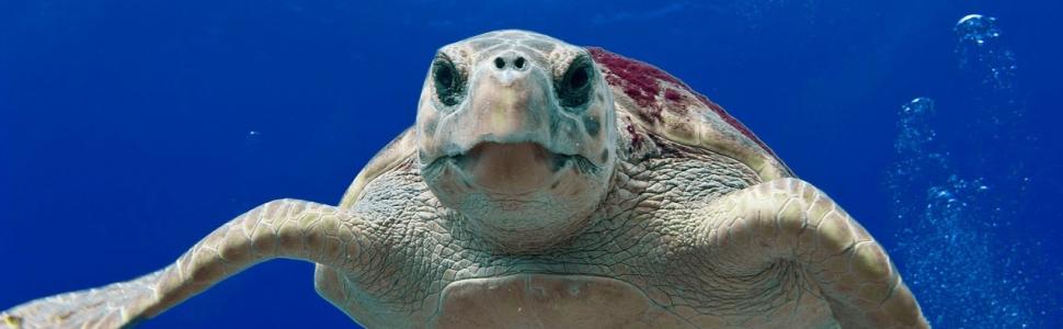 loggerhead sea turtle